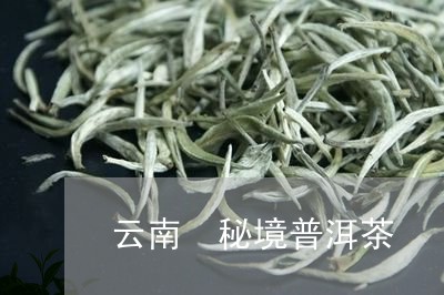 云南 秘境普洱茶/2023041347591